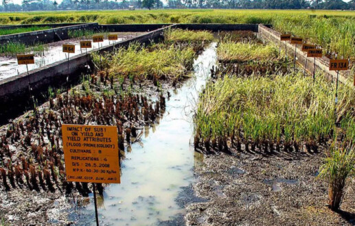 How crops are being disaster-proofed